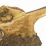 Chopine aus dem 16.Jh. mit einer Holzstelze von 13cm   <br />Foto: Bata Shoemuseum, Toronto (c)<br /><br /> 